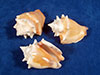 Fighting conch seashells for sale.
