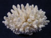 Real Finger Coral
