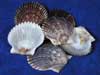 Florida Bay Scallop are gray seashells.