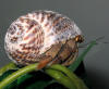 Hermit crab wearing tiger moon snail sea shell.