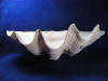 Extra large seashells for sale, Tridacna Gigas Clam Half.