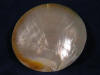 Underside of a gold mother of pearl plate seashell.