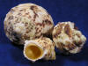 Gold mouth turban sea shells.