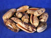 Golden olive sea shells for sale.