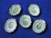 Small green limpet seashells for sale.