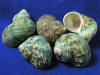 Green Turbo Sea shells