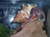 Hermit crab wearing striped fox seashell.
