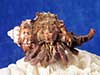Hermit wearing an apple murex sea shell.