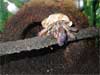 Cleo the hermit crab hanging out on a log in front of his coconut hut while wearing a babylon spirata seashell.