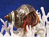 Bright red hermit crab named Merlo wearing a Pearl Banded Tapestry sea shell climbing on bird nest coral.