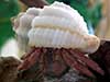 Hermit crab named Needles wearing a cancellaria sea shell is hanging out on a log.