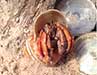 This hermit crab named "Captain Salty" is wearing a pearl banded tapestry turbo shell.