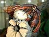 Hermit crab named Wrench posing perfectly on cholla wood wearing a Japanese fairy land snail shell.