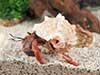 Hermit crab named Hot Dog sporting a pink murex shell while cruising across sand gravel.