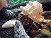 Hermit crab named Hunter stalking his forest habitat wearing a pink murex seashell.