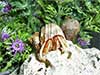 Hermit crab named Frankie wearing a silver mouth turbo shell soaking in the sunshine on a rock in front of flowers.