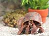 Scarlett the hermit crab looks curious.