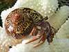 Magnus wearing tapestry turbo hermit crab shell is climbing on cat paw coral.