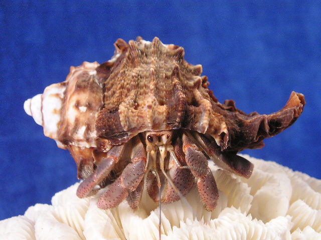 Hermit crab named Hobo wearing an apple murex sea shell walking on brain coral.