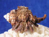 Hermit crab wearing an apple murex sea shell.