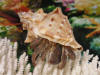 Hermit crab wearing Bursa Crumena sea shell.