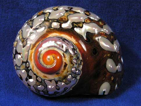 South African turbo sarmaticus sea shell with intermittent pearl.