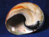 Aperture of a south African turbo sarmaticus sea shell.