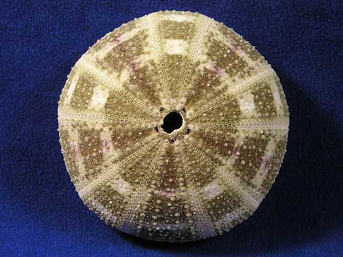 Large alphonso sea urchin with spines removed.