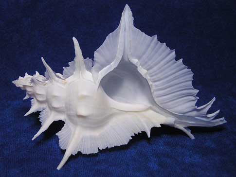 Murex siratus alabaster sea shells are white or tan with paper thin webbed wings.