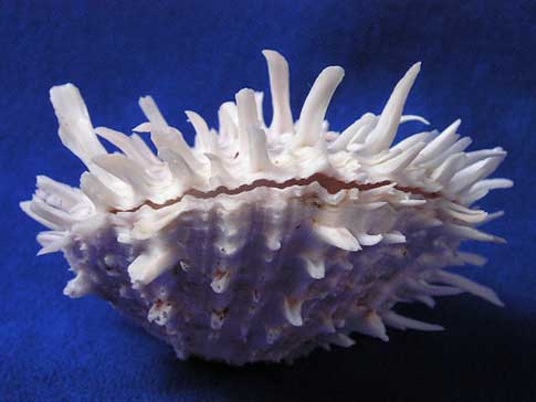 Closed american thorny oyster is spiny shell.