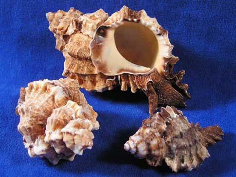 Spire, aperture and body whorl of apple murex phyllonotus pomum seashells.