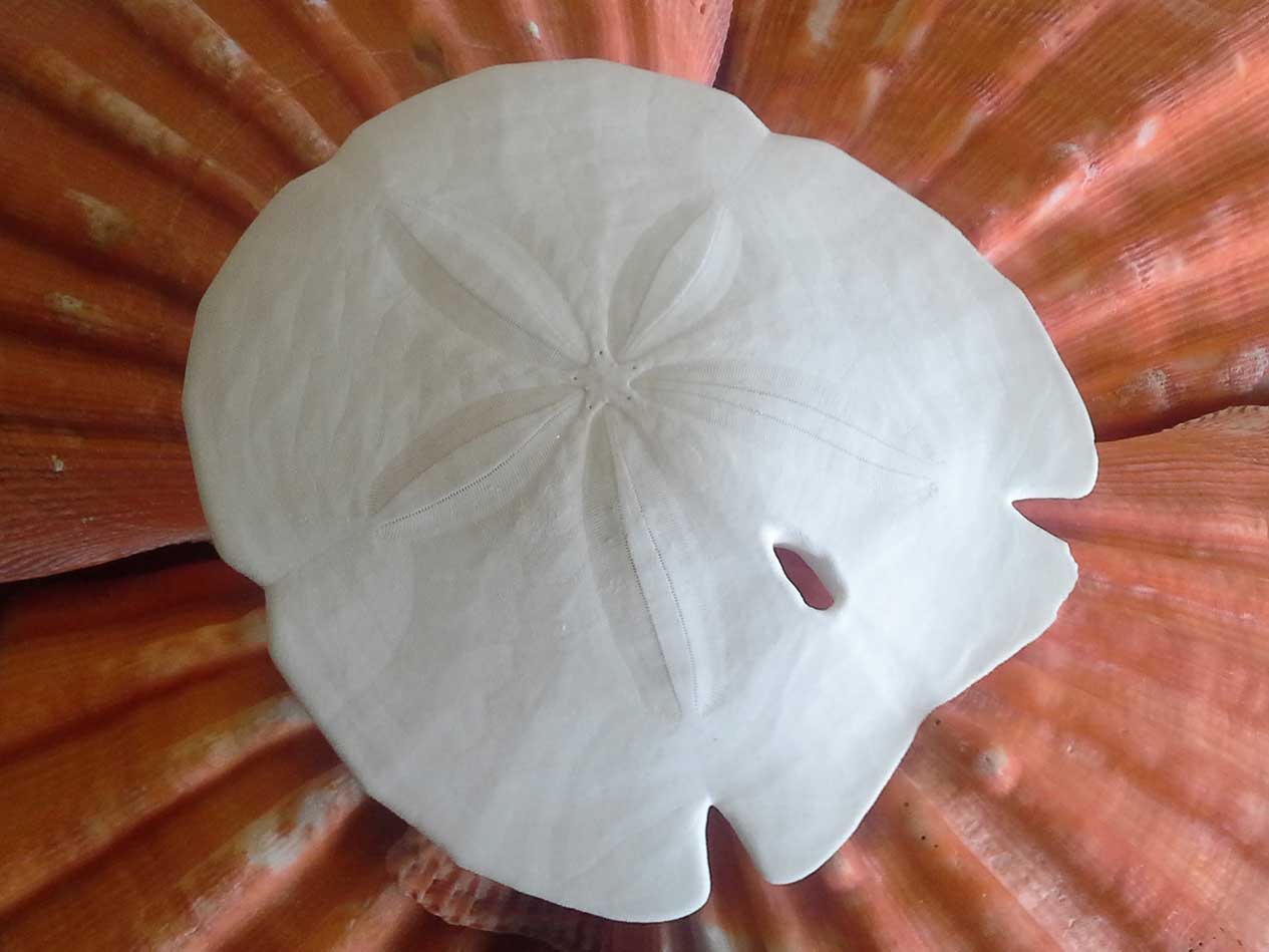 Large arrowhead sand dollar on orange lion paw shells.