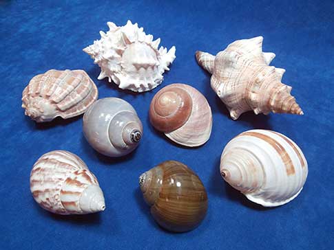Five large land snails with three large seashells.