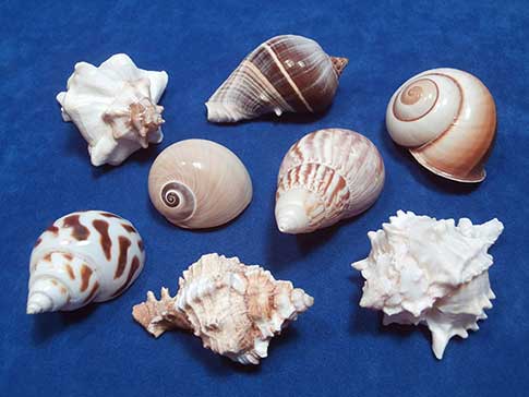 Pack of two different land snails and six different sea shells.