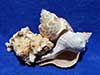 Three small seashells specifically selected for hermit crabs