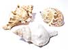 Another view of the seashells 3 pack small.