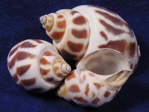 Small babylon areola sea shells with spiral stripe pattern.