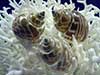 Babylon spirata seashells on bird nest coral.