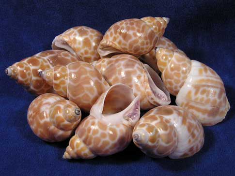 Babylonia Zeylandica indian babylon sea shells.