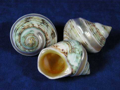 Three banded gold mouth turbo sea shells.