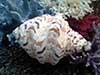 Hippopus bear paw clam shell with coral.