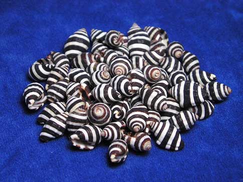 Pile of black and white striped engina mendicaria bumble bee hive snail shells.