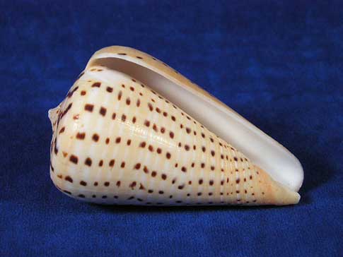 Mouth or aperture of a tan conus betulinus beech cone shell with brown spots.