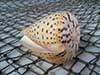 Conus betulinus beech cone on fish net.