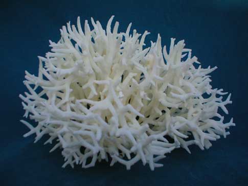 Real seriatopora hystrix birds nest coral looks like a ball of white sticks.