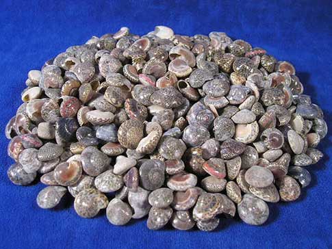Pile of black umbonium button top seashells.