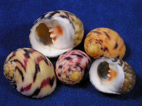 Five bleeding tooth nerite shells with beautiul orange and mauve colors.
