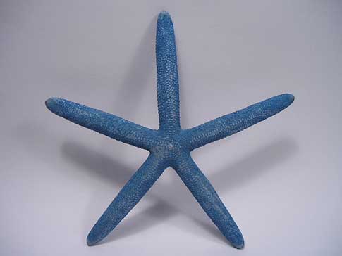 Dark blue pencil starfish sea star.