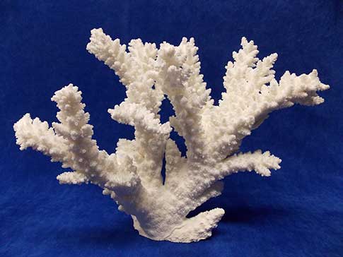 Real acropora florida branch coral.