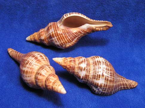 Brown fox horse conch seashells scientific name is pleuroploca filamentosa.